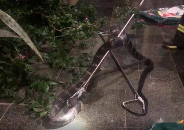 四川发现一条18斤的眼镜王蛇闯入鸡棚长约3米可偷鸡不成反被捉