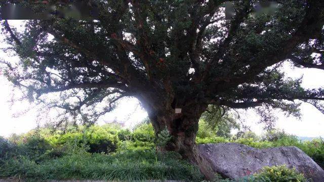 郑广文祠始建于唐广德二年,据《嘉定赤城志》记载,广文博士郑虔殁后