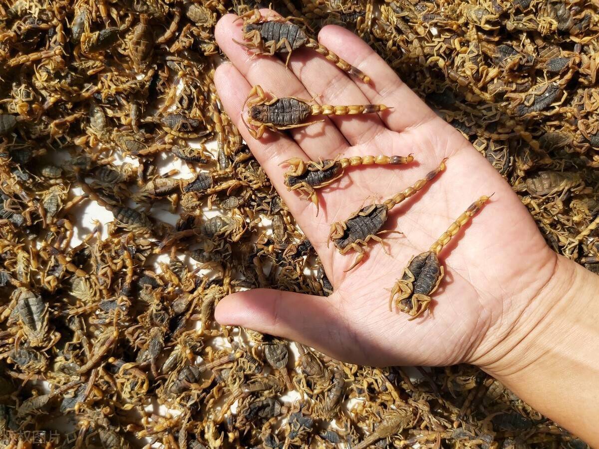 几千人组团抓蝎子贺兰山受灾严重野生蝎子已经局部灭绝