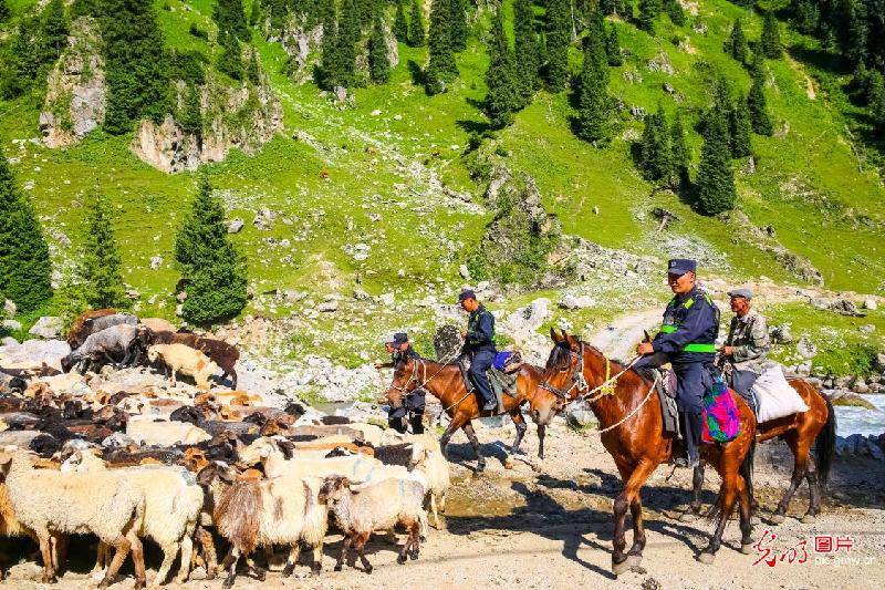 Mounted|Mounted police herding sheep in NW China's Xinjiang