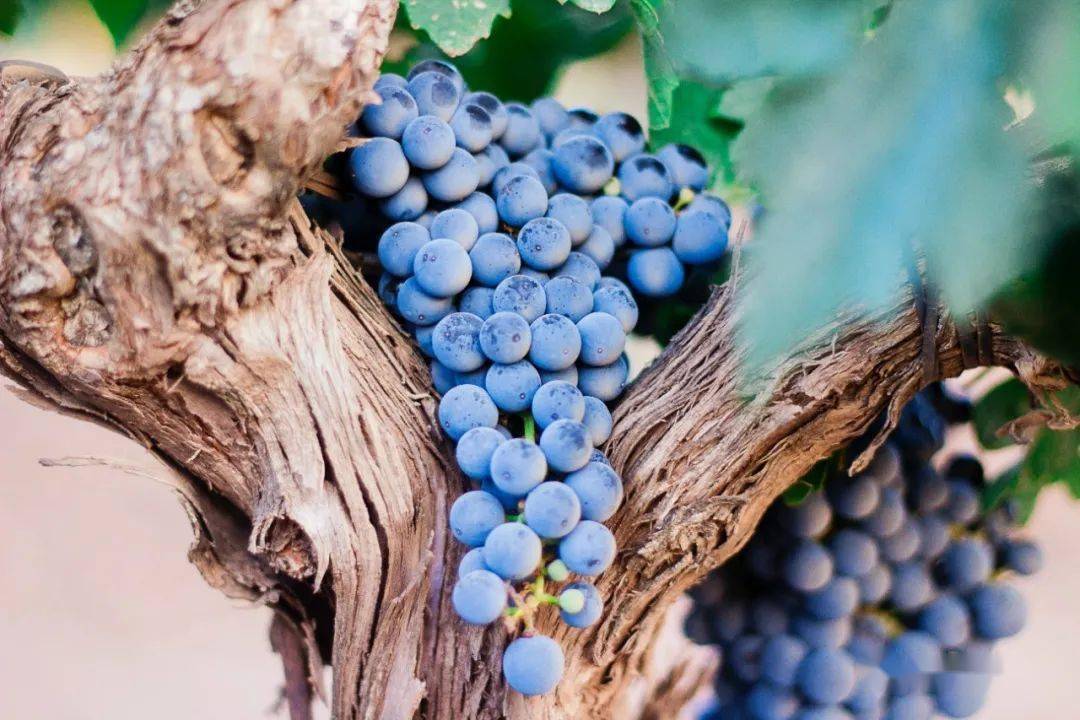 J9九游WINE 简报 比亚迪新增酒类经营；国产酒有望减税？WSET中国大陆业务新进展(图5)