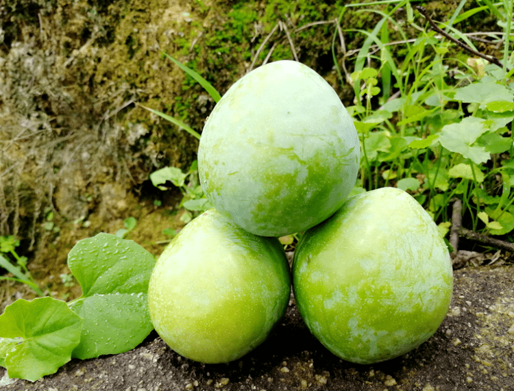 福建古田李,芙蓉李新鲜采摘,秒杀15.5/箱顺丰包邮!清甜脆爽,入口化渣!