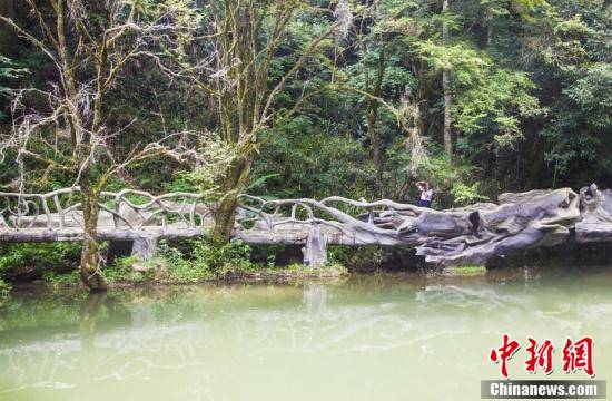 风景|福建将乐：森林康养引游人