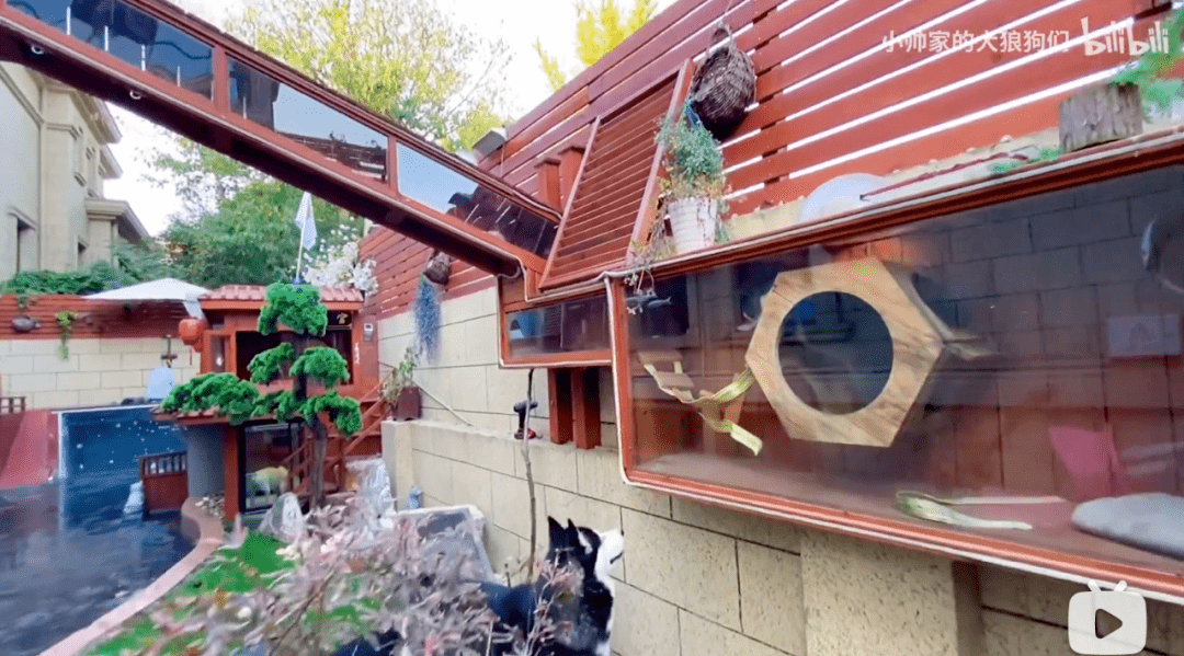 花费23万给8条狗装修狗别墅买10000㎡地做游乐园我酸了