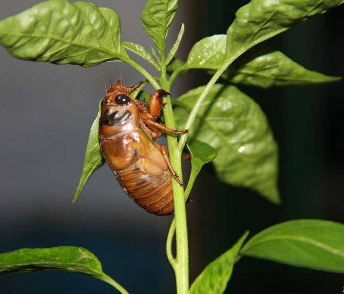 乡土散文摸爬猹