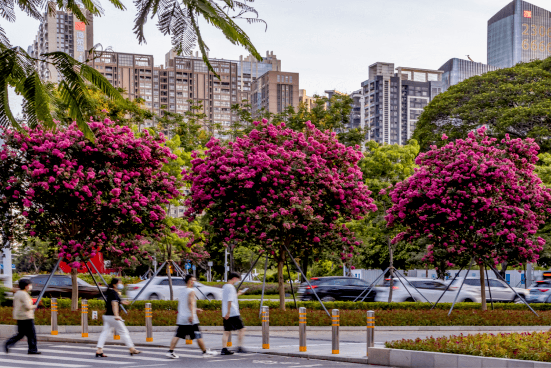 来到湖滨西路浅紫色的花朵开满树则是另一种浪漫★大花紫薇★大花紫薇