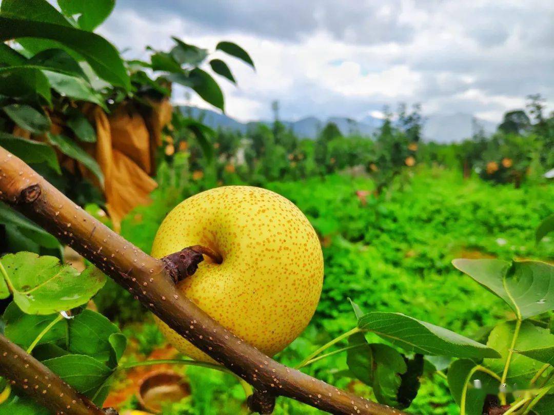 生活就得给点梨会理三元村金岩黄皮梨你值得拥有