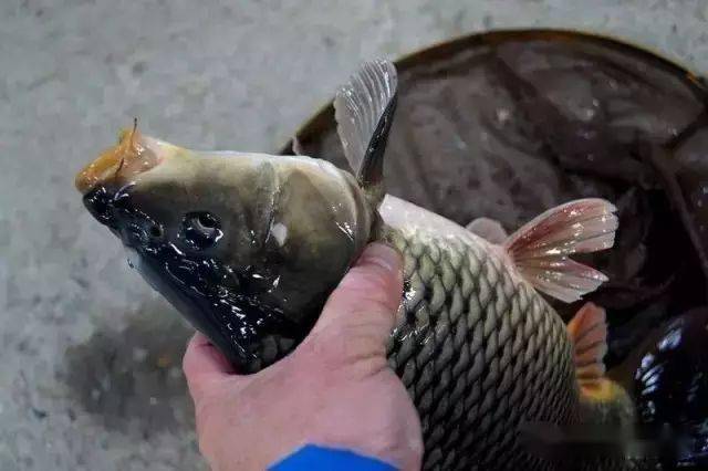 什么是黑坑散炮 b329fab0fe5e47ac9e9b4017739c5ef1.jpeg