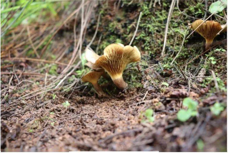 东方桩菇#光过敏性皮炎型98此型中毒主要由叶状耳