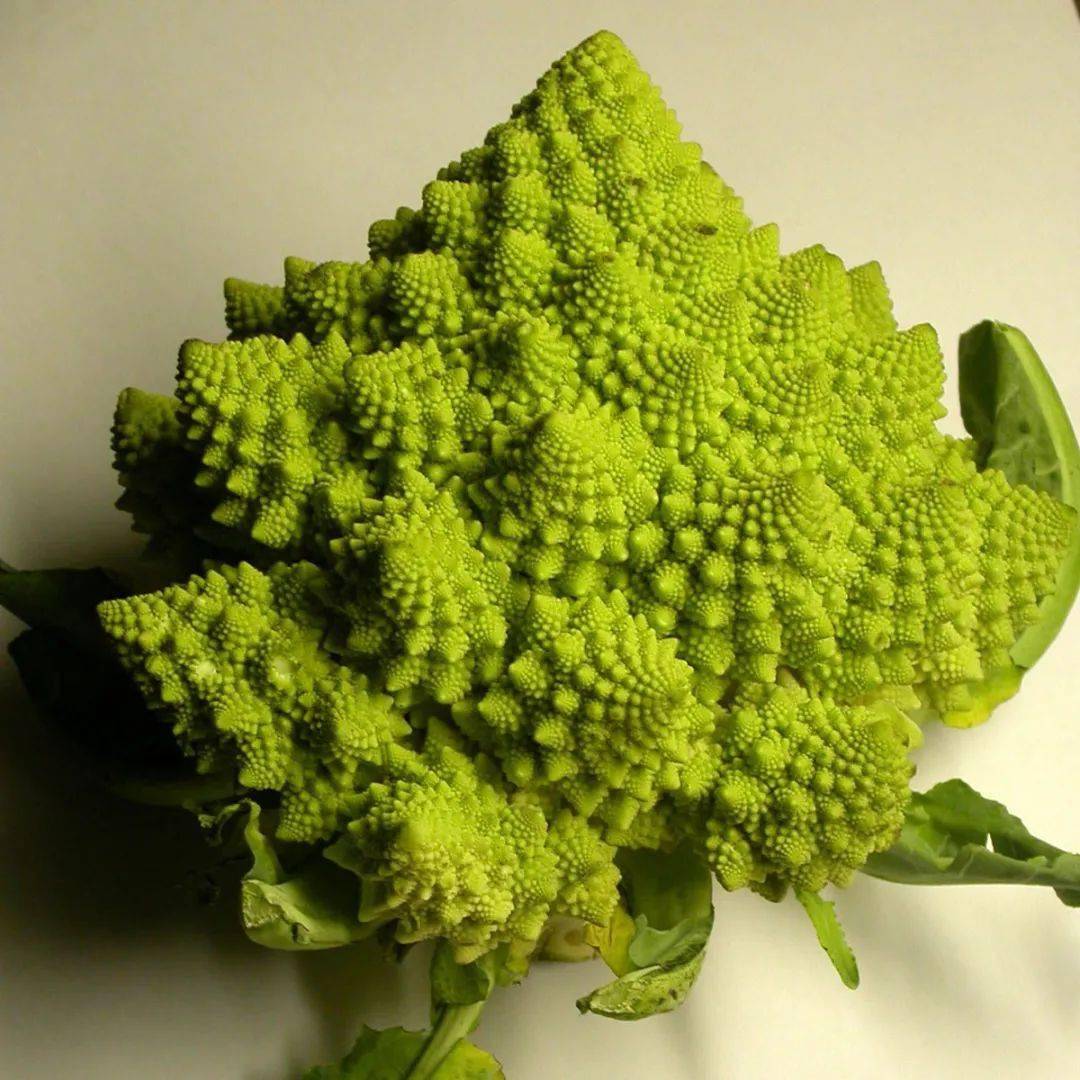 什么是花椰菜图 3706232a410d48d7bdaec5c7e9bc07d2.jpeg