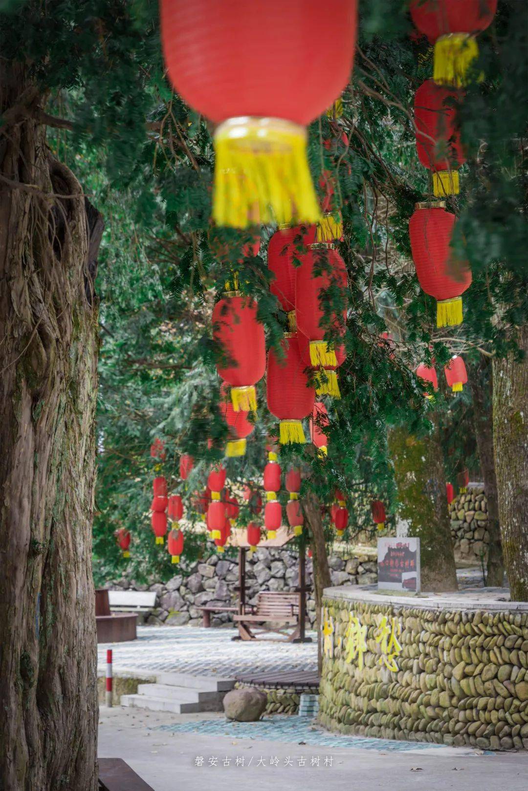 傍晚拿着一把摇扇郁郁葱葱的古树林在大岭头村村口盘峰乡大岭头村古树