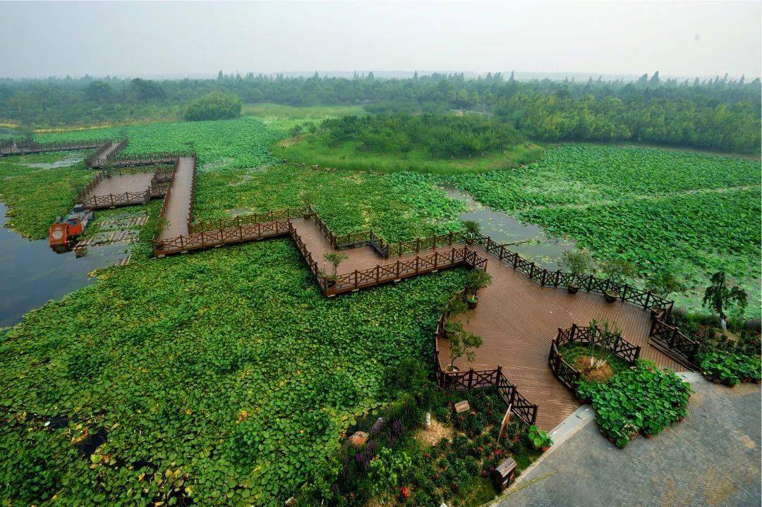 推荐几处南上海绝佳赏荷胜地,古风悠韵,"荷"你有约~_荷花