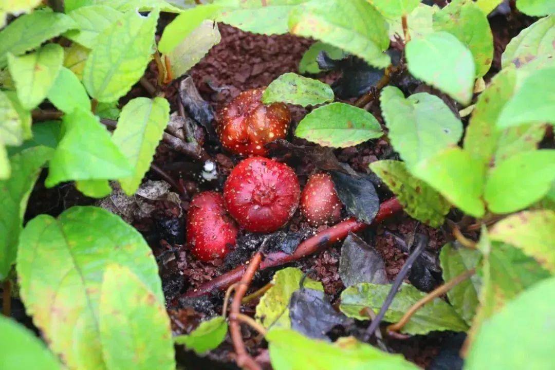 山上的野地瓜熟了小编带队去刨约
