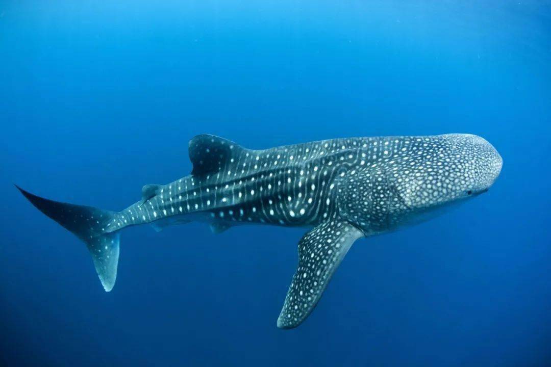 下一个海岛王者两年不见我打赌你肯定认不出来了潜城往事