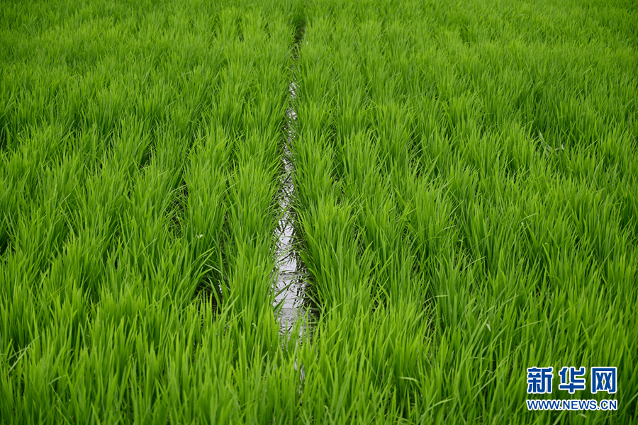 7月下旬,镇赉县一处水稻基地内,水稻长势良好(新华网记者孙冰洁 摄)