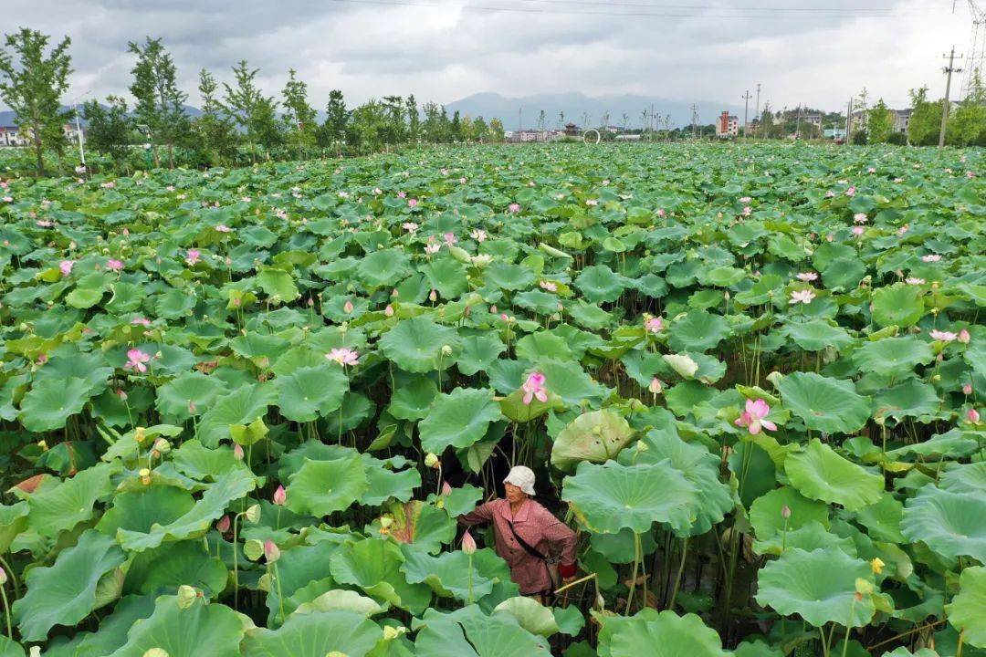 7月22日, 東陽市巍山鎮光裡湖村平安自然村百畝荷花競相綻放, 荷花田