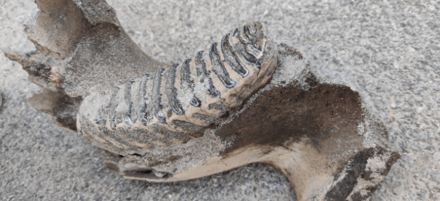 极其稀有 土建工人捡到古菱齿象牙齿化石 距今约3万至5万年 顺义区