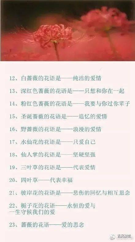 100种花的花语 你都知道吗 是沉默的爱 古风