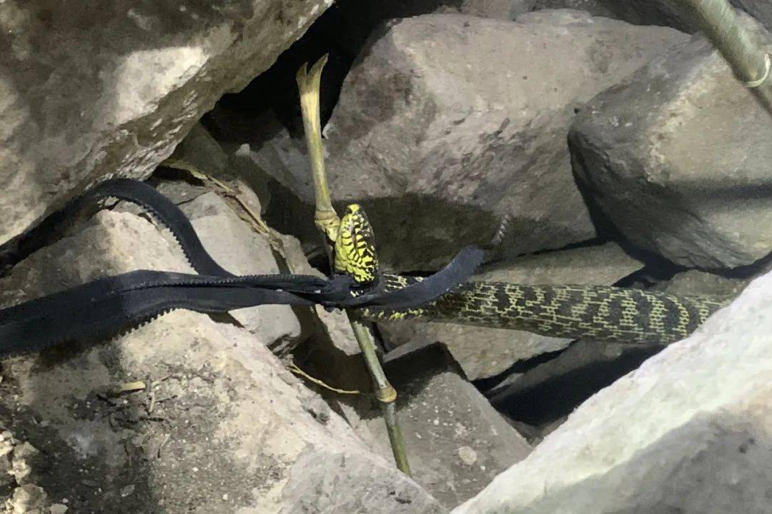 温州一人家中惊现2米大蛇