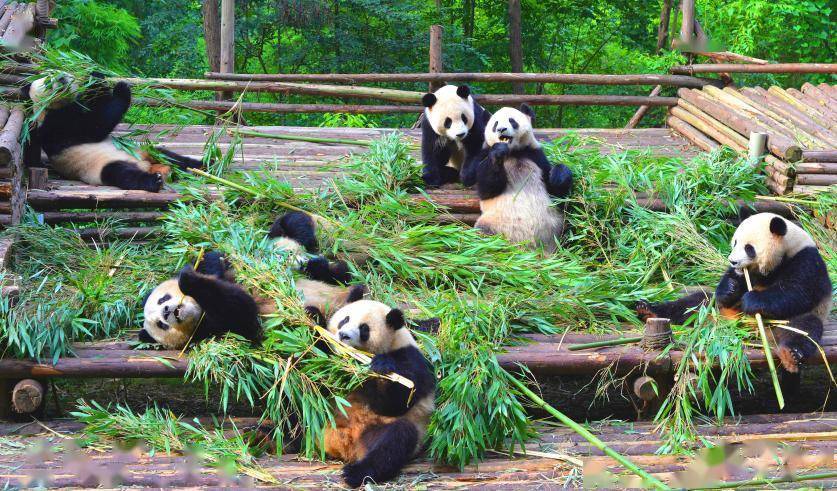 成都|烟火里的幸福成都长沙推广 备好大礼暑假等你