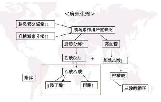 糖尿病酮症酸中毒——病因及發病機制