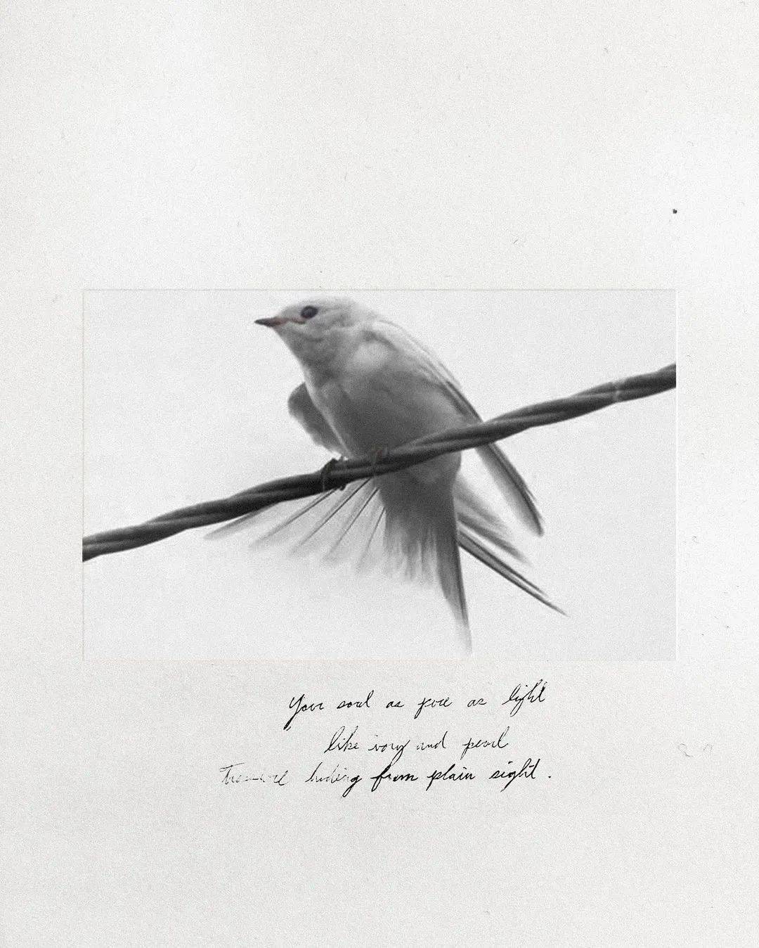 服装|灵感元素｜源自燕子的浪漫设计