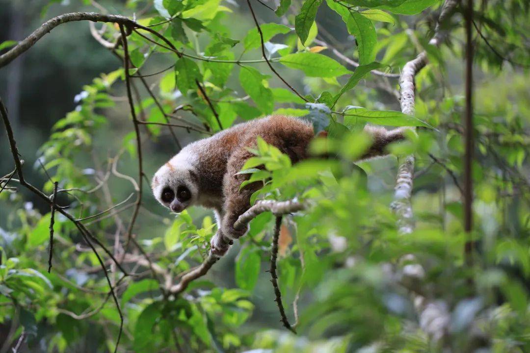 生物多样性小蜂猴大眼萌