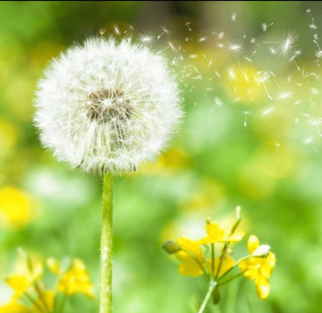 2021乡村夏令营支队动态 | 蒲公英队:捧出一颗心,倾注满腔热情