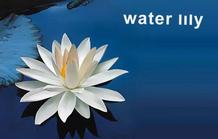 最全鲜花英文名称汇总及配图 附视频跟读 Lily