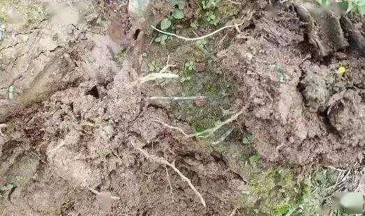 这个药被称为 土壤消毒剂 能防治近100种病害 却被人忽视 赤霉病