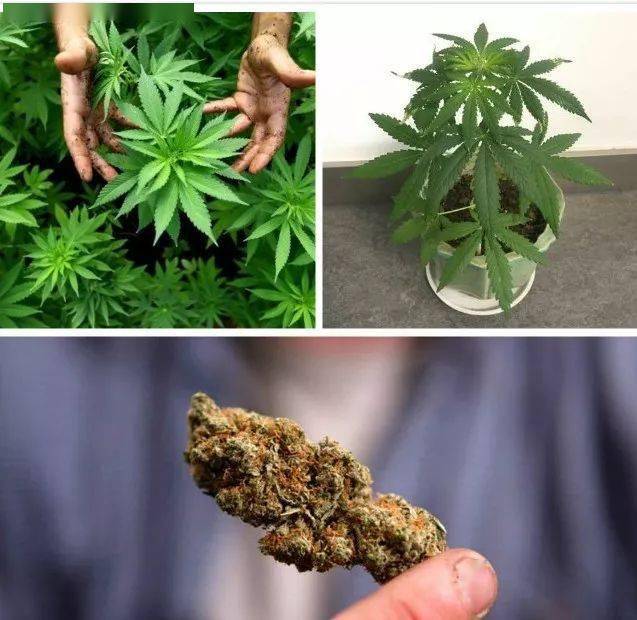 带您认识五种最常见的毒品原植物