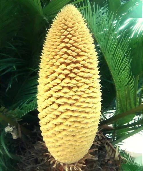 ▼也像一根大玉米棒子雄花则像个金黄的宝塔铁树开花实际又分公母的