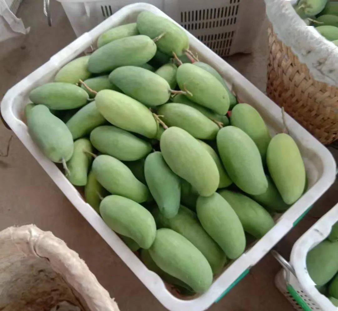 "三下乡" | 乡约宁高·团学在路上——攀芒一夏:助力乡村振兴_芒果