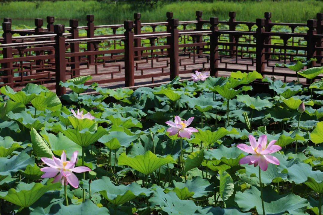 圆明园里的曲院风荷您来过吗