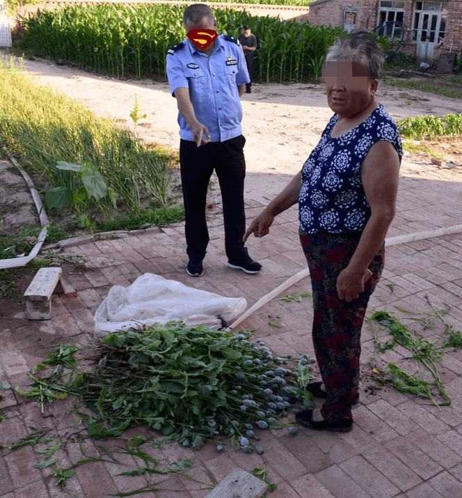 在村干部的协助下,通过航拍精准定位迅速找到非法种植毒品原植物地点.