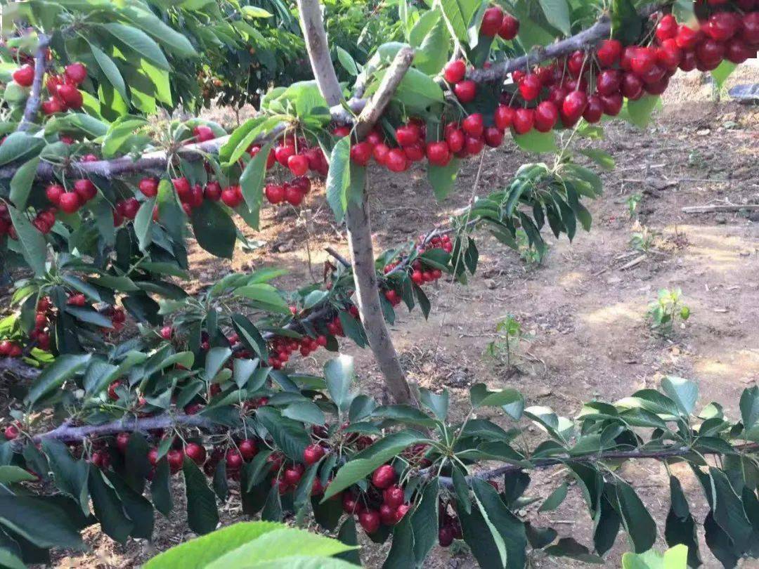 河津樱种植图片