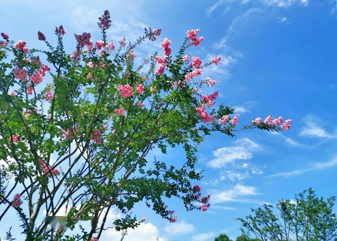 图片|高温橙色预警来了！这种花却开得正艳