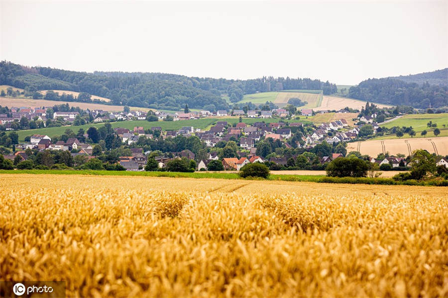 德国夏季天气多云 黄灿灿小麦地美如画
