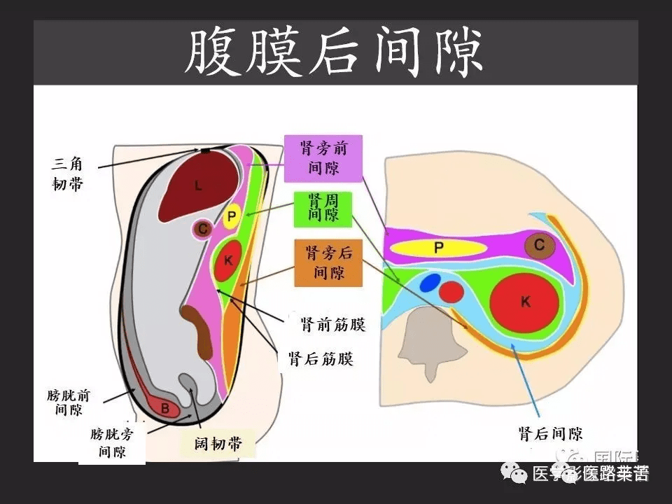 腹膜折返返位置图图片