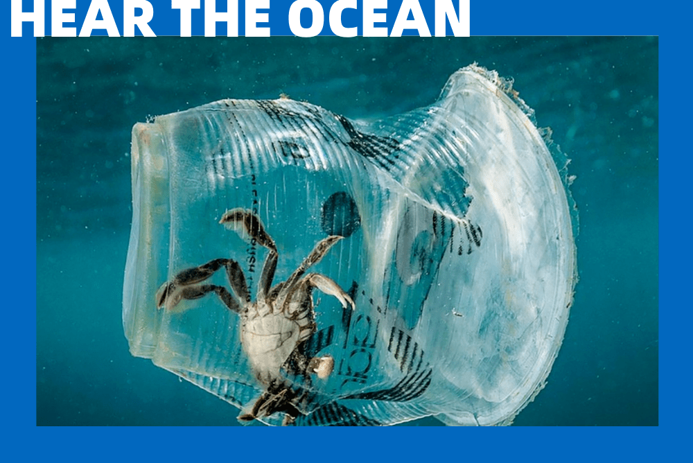 四,"再见,口袋妖怪"认领一个"废弃塑料袋"(plastic bag).