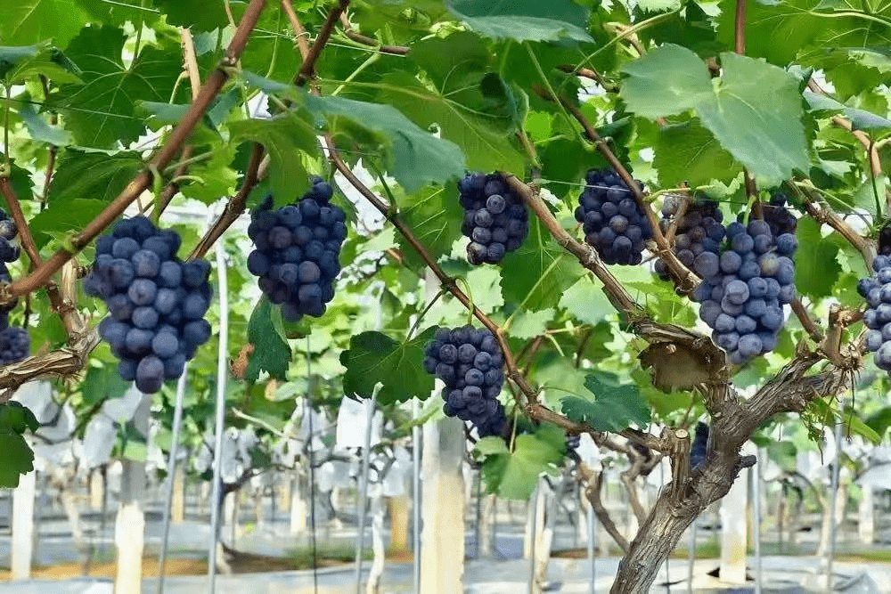 五峰山葡萄公园:把好吃的葡萄变好玩