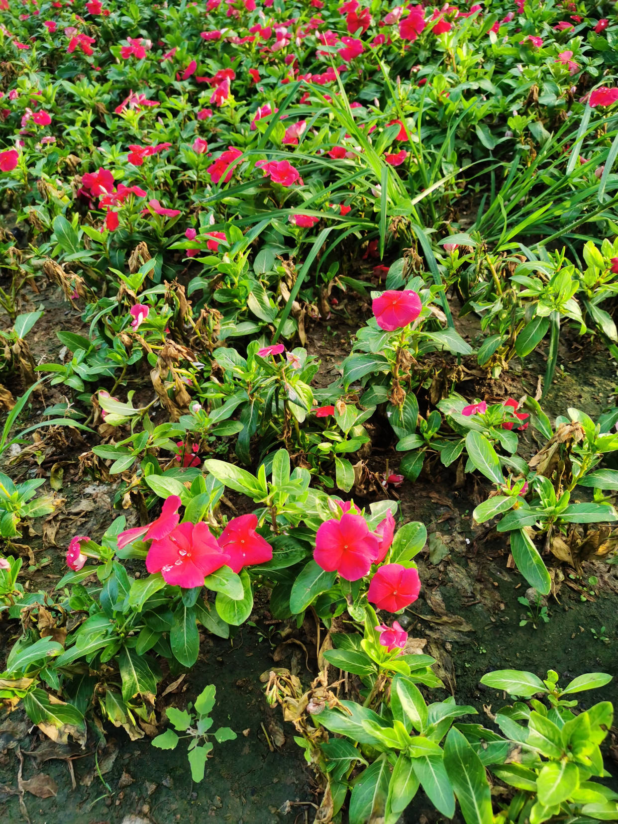 道路|阳光中谁寄锦书来