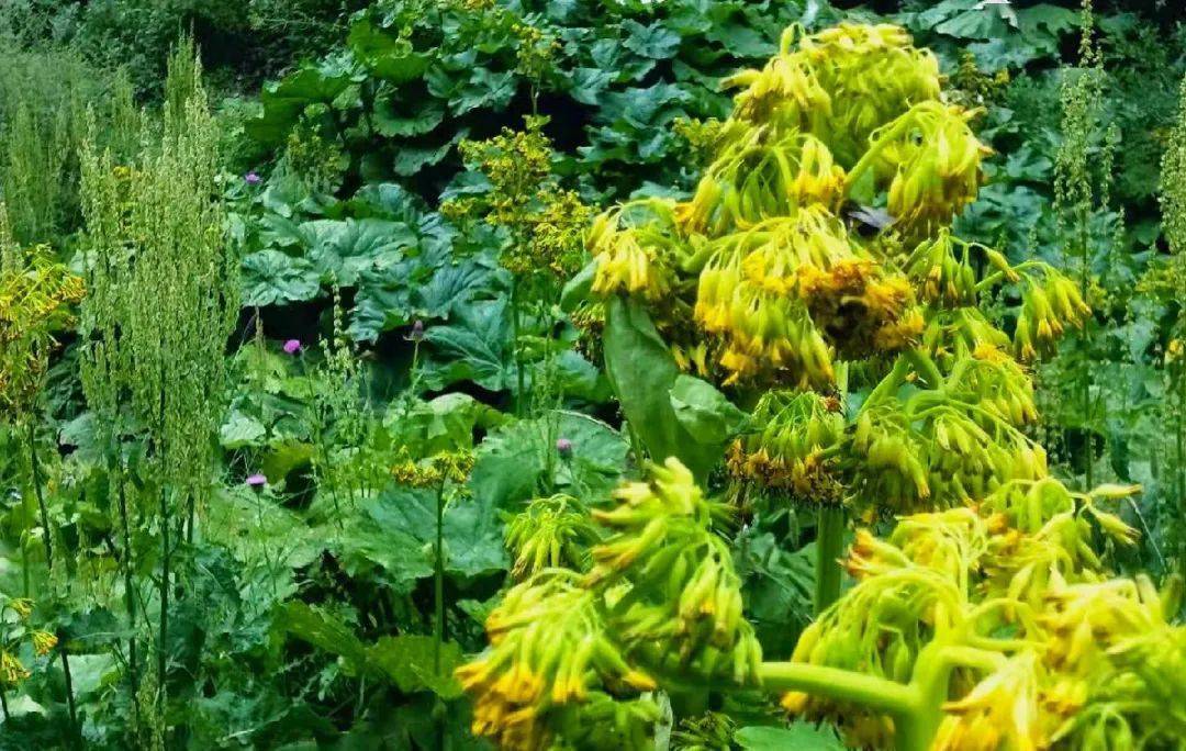 泾源野荷谷的野荷开花啦