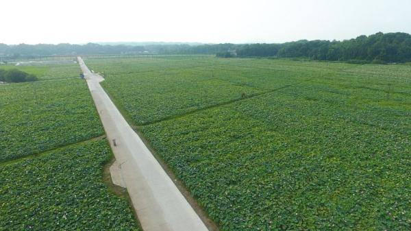 这是7月29日在湖南省湘潭市湘潭县花石镇马垅村拍摄的湘莲种植基地(无