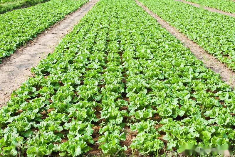 绿叶菜种植时间 46395ce6561244cca8821d69b617180e.jpeg