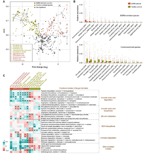 肠道|[文献分享]宏基因组+代谢组解析肠道菌群影响人类和啮齿动物的肾衰竭的作用机制