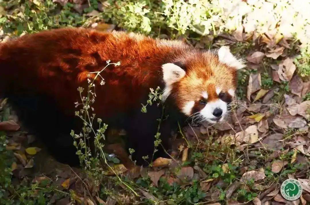 暑期雲南真好玩丨這是一份昆明野生動物觀賞指南