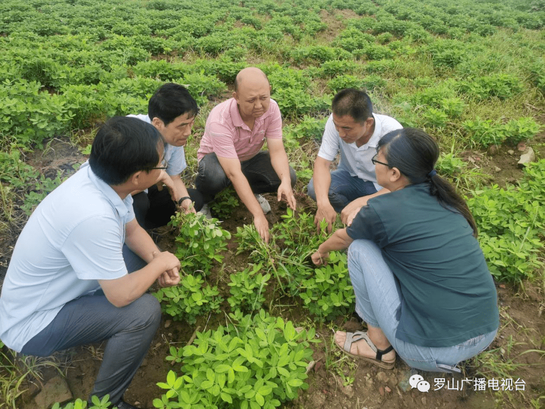 花生地图片技术指导图片