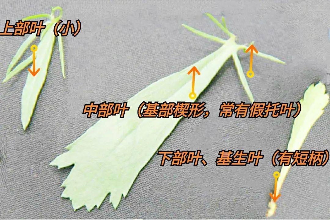炎夏暑热蚊子闹解暑防蚊牡蒿妙百草团畲药系列之五十九知药知健康识药