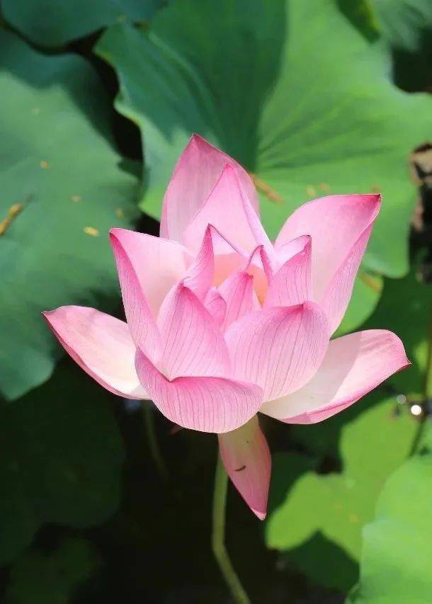 陆上百花竞芬芳,碧水潭泮默默香;月七季荷赏